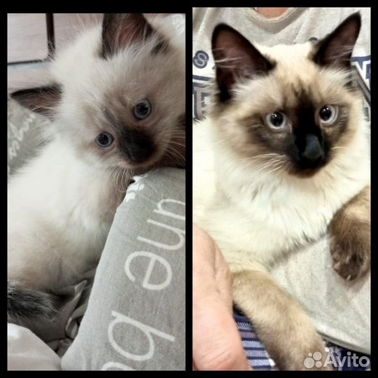 Вязка кошек