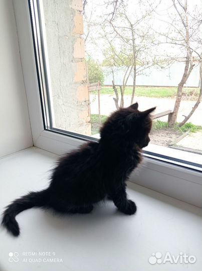 Котик в дар бесплатно