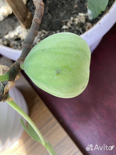 Инжир деревце