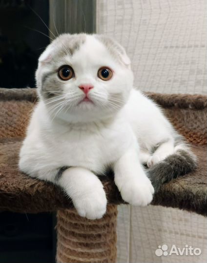 Скоттиш фолд, девочка