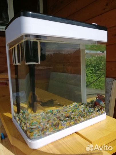 Аквариум с рыбкой петушок
