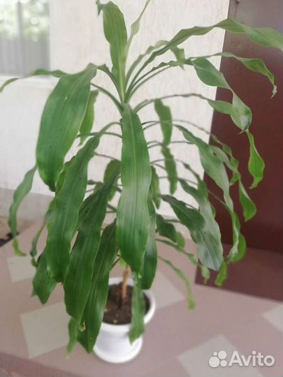 Большие комнатные цветы
