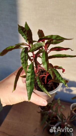 Альернантера