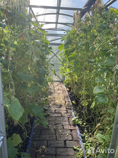 Теплица поликарбонат бу 2,5 на 4 м