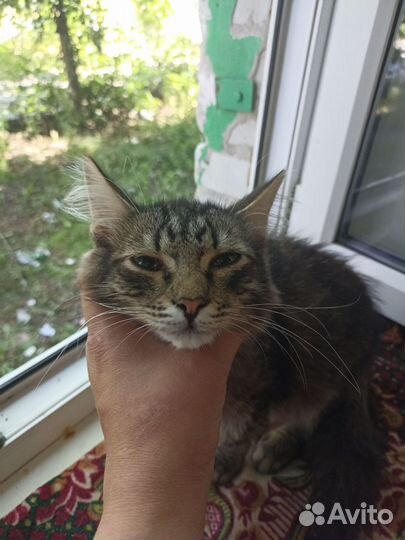 Котик ищет хозяина