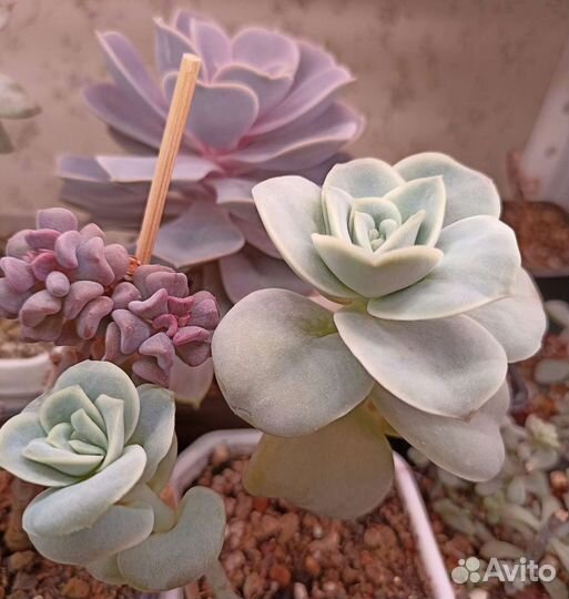 Суккуленты