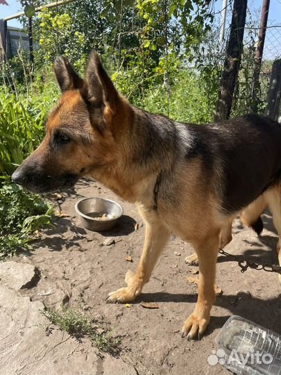 Собака немецкая овчарка девочка