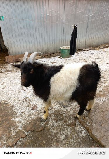 Козёл 1год