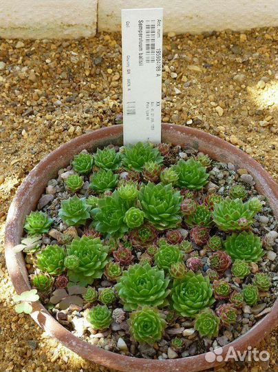 Молодило каменная роза