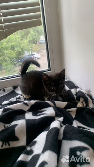Котенок девочка бесплатно