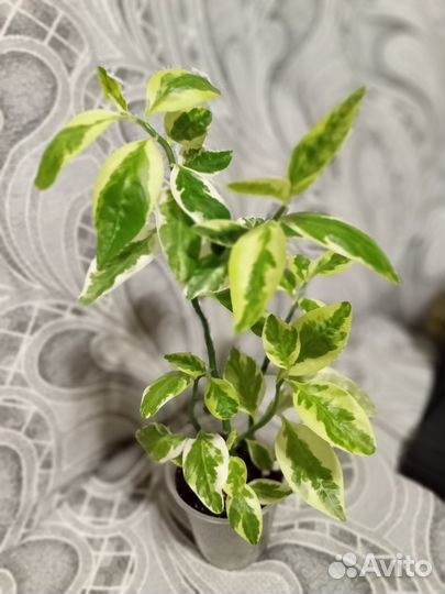 Комнатные растения большие