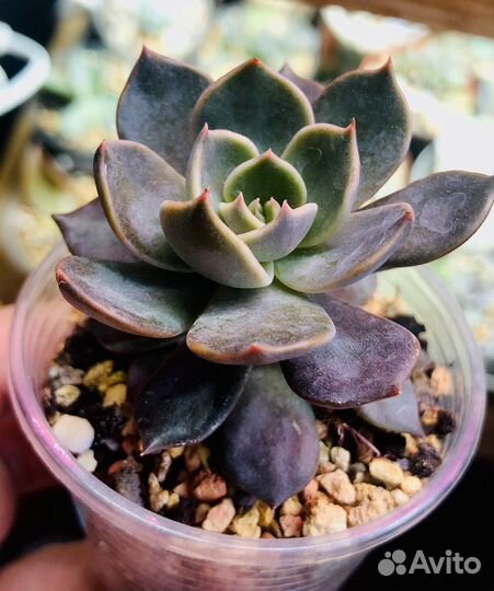 Эхеверия -Echeveria разные сорта