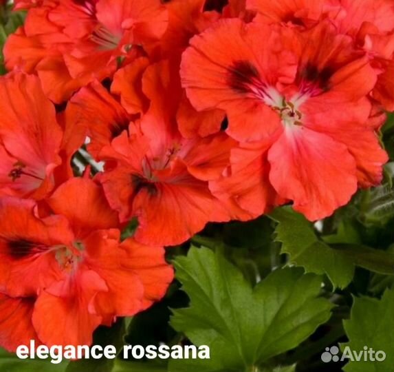 Пеларгония герань