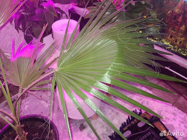 Пальма вашингтония