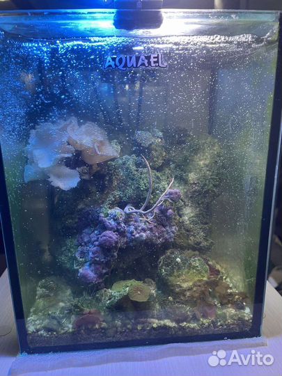 Морской Аквариум 10литров