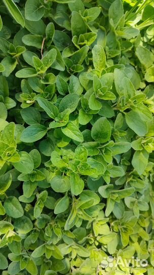 Мята, мелисса, душица, зверобой