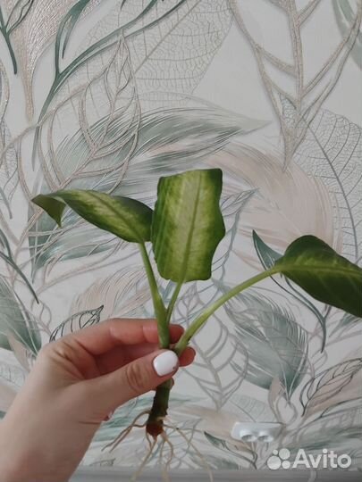 Ростки диффенбахии