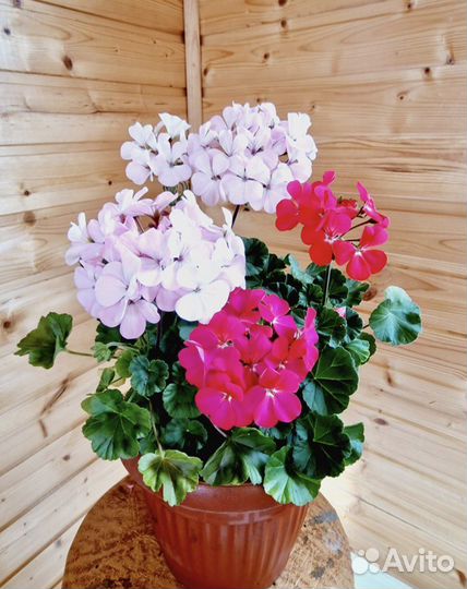 Герань пеларгония