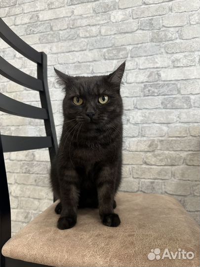 Кошка в дар бесплатно