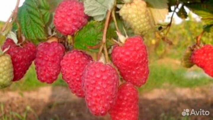 Малина саженцы разные сорта