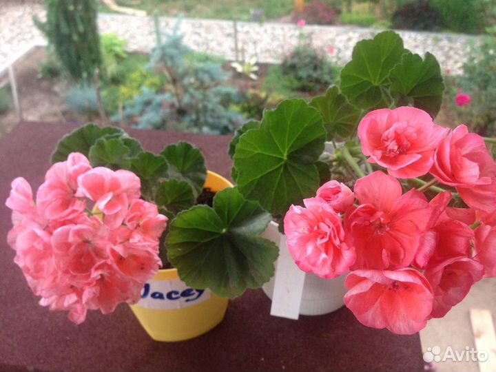 Пеларгонии сортовые