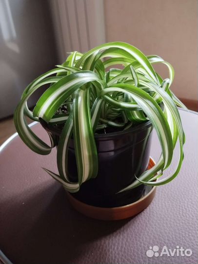 Хлорофитум кудрявый