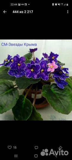 Сортовые фиалки