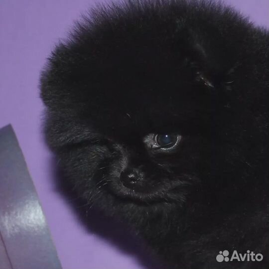 Шпиц. Маленькая девочка