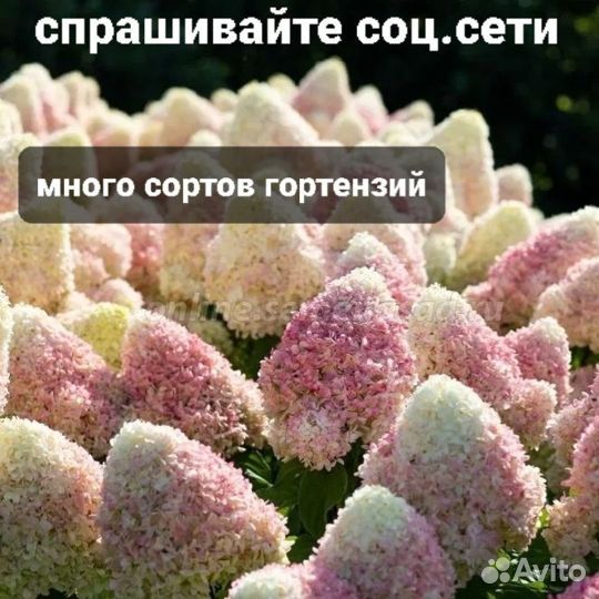 Гортензия метельчатая