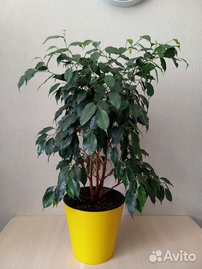 Фикус бенджамина