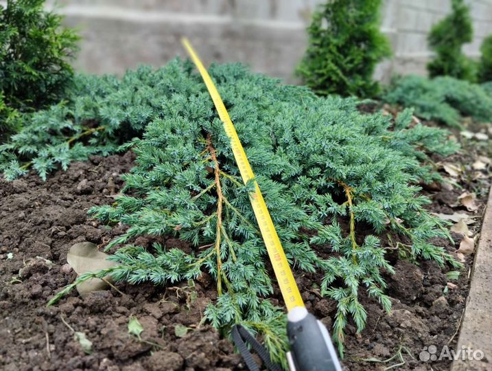 Можжевельник чешуйчатый Блю Карпет