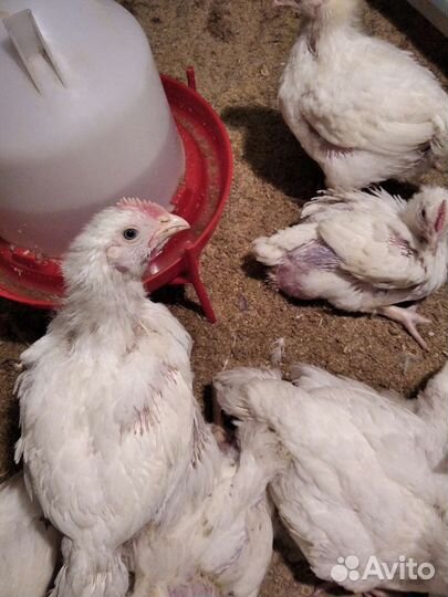 Бройлеры от суточных. Перепелки