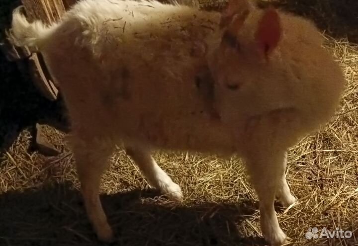 Козлята, козел