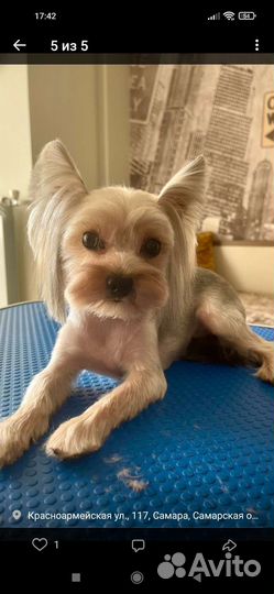 Йоркширский терьер мини