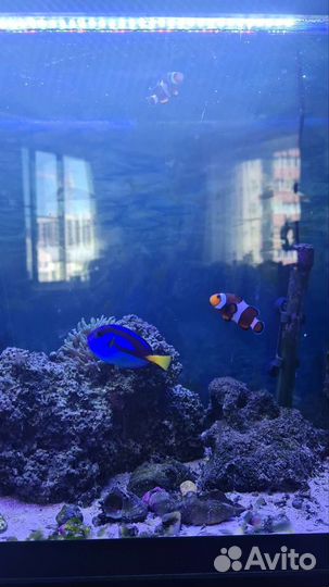 Морской аквариум