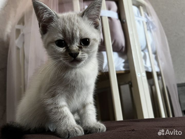 Шотланский котенок