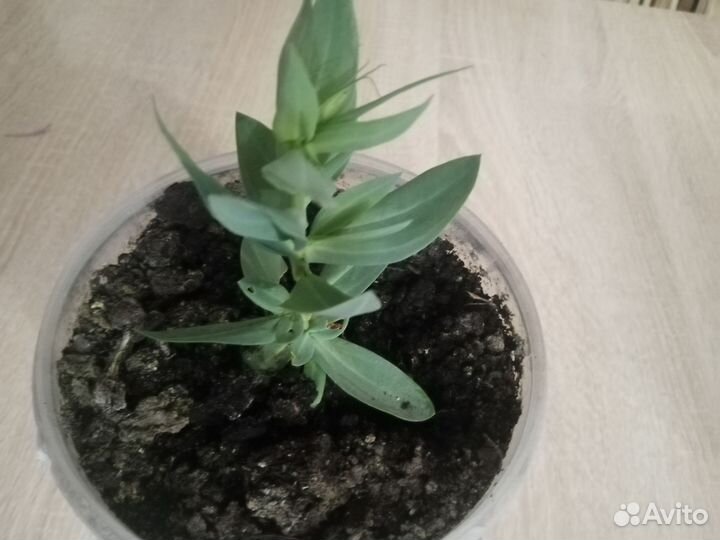 Хризантемы мультифлора белая и Эустома низкорослая