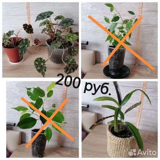 Комнатные цветы