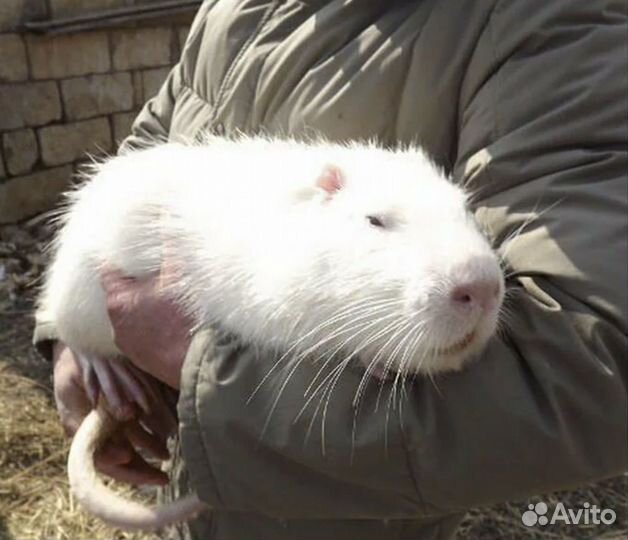 Мясо нутрии домашнее