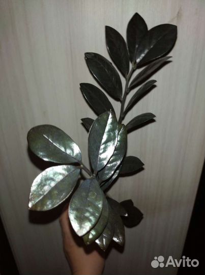 Замиокулькас черный равен