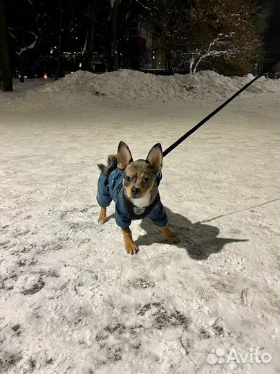 Комбинезон зимний для собаки