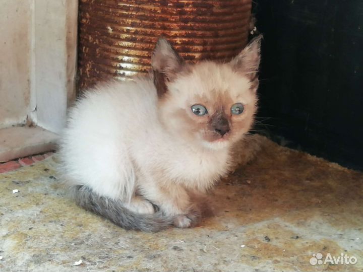 Котята в добрые руки бесплатно