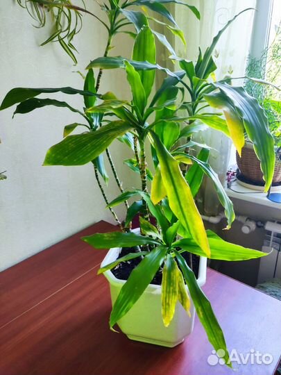 Пальма драцена