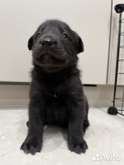 Щенки лабрадора