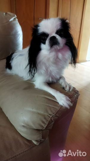 Японский хин вязка