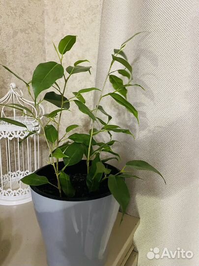 Фикус 3 ростка