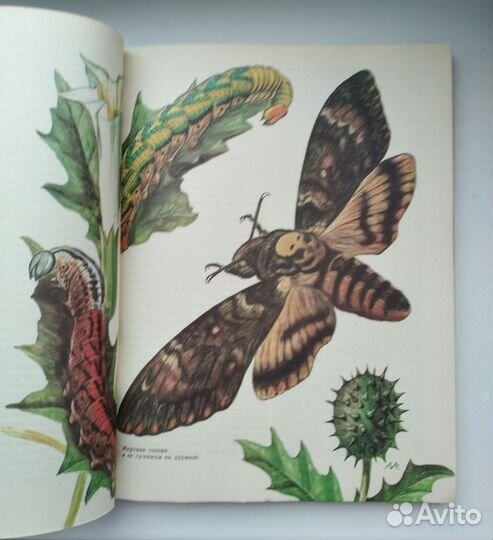 Насекомые красной книги СССР. Книга