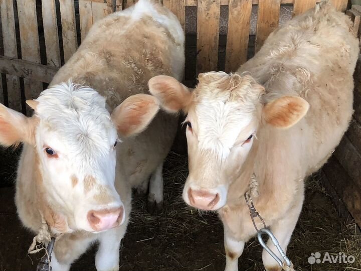 Телочки 8 месяцев