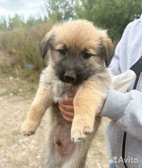 Щенок мальчик