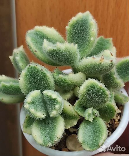 Кактусы и суккуленты